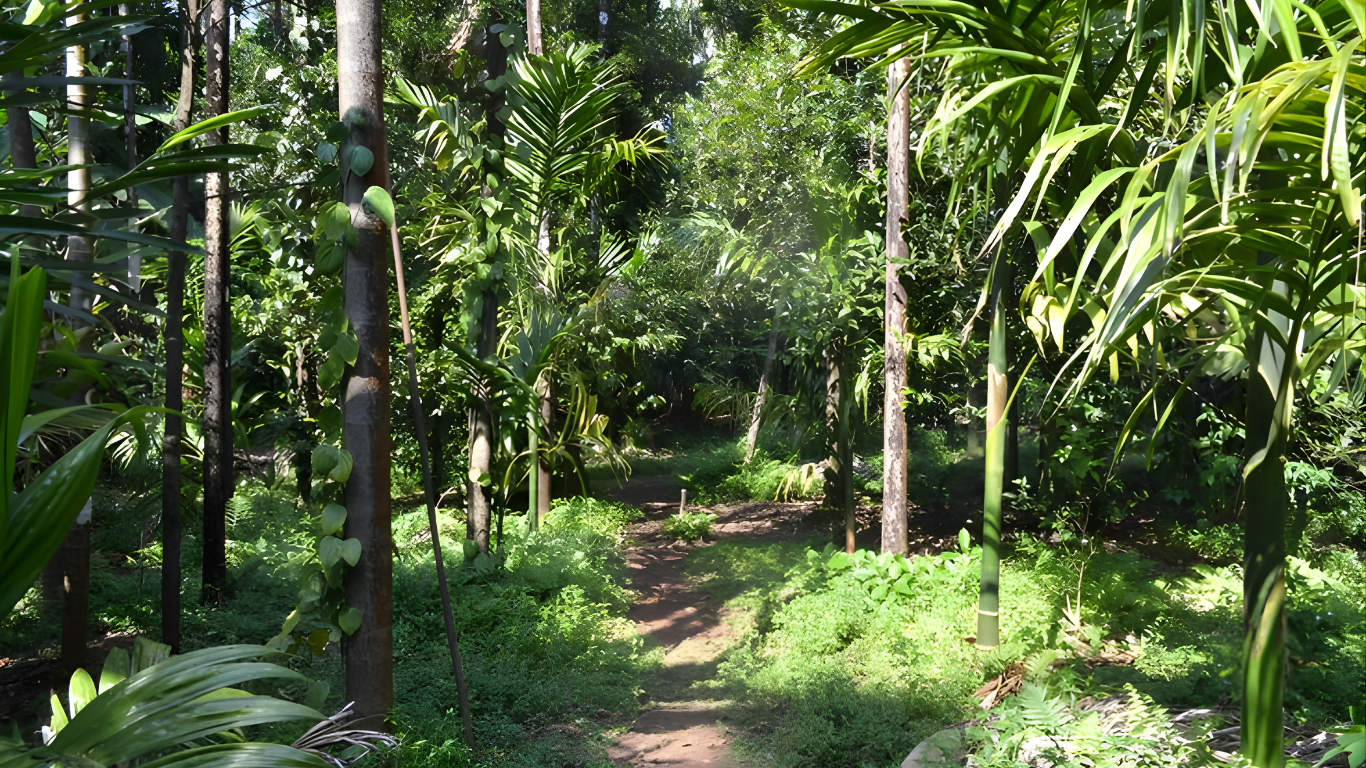 Walking trail through a lush Goan spice plantation
