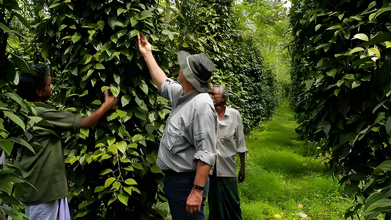 Visitors exploring a traditional spice plantation in Goa with local farmers and aromatic spice vines