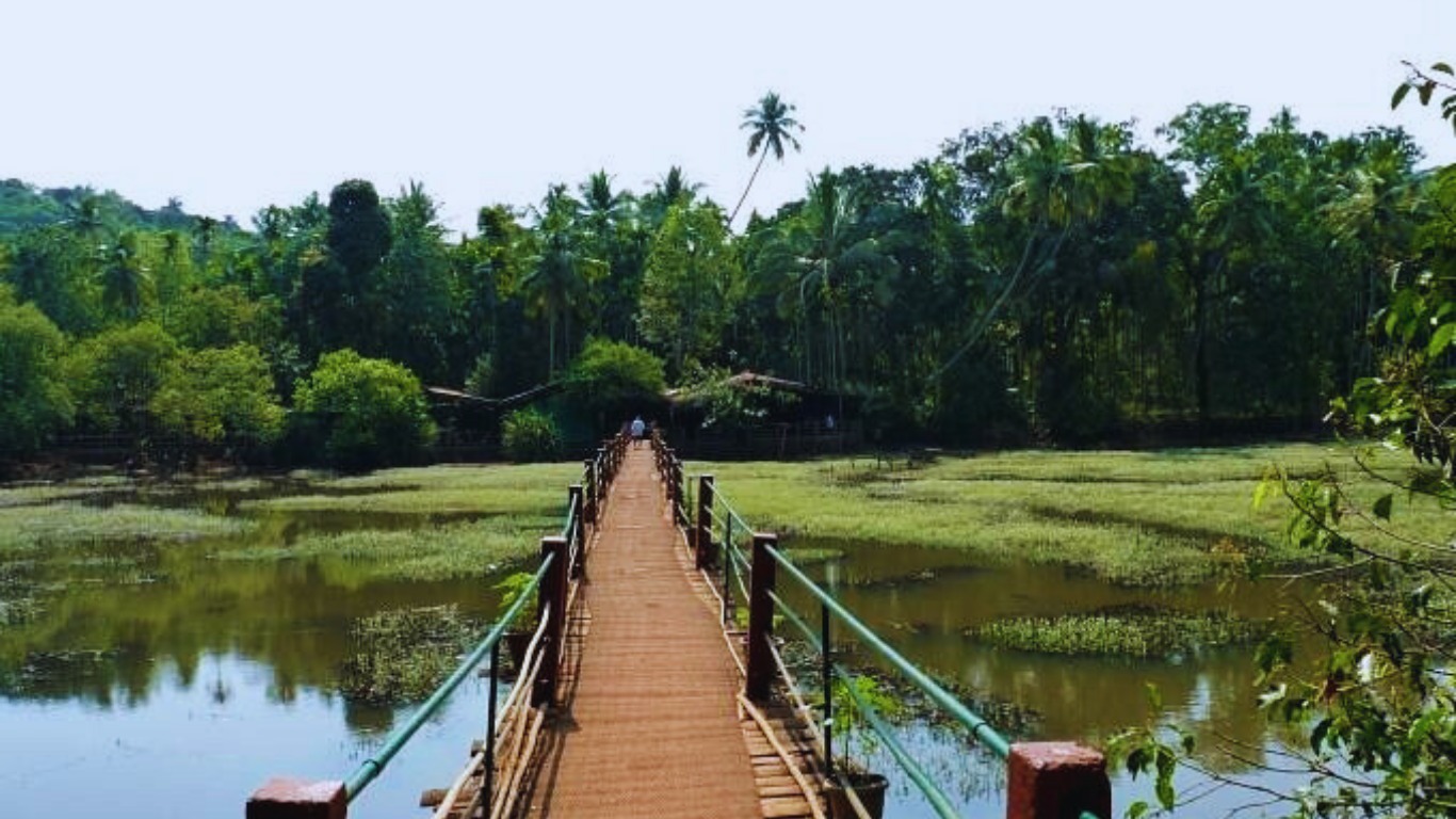 Wooden walkway through a lush spice plantation in Goa